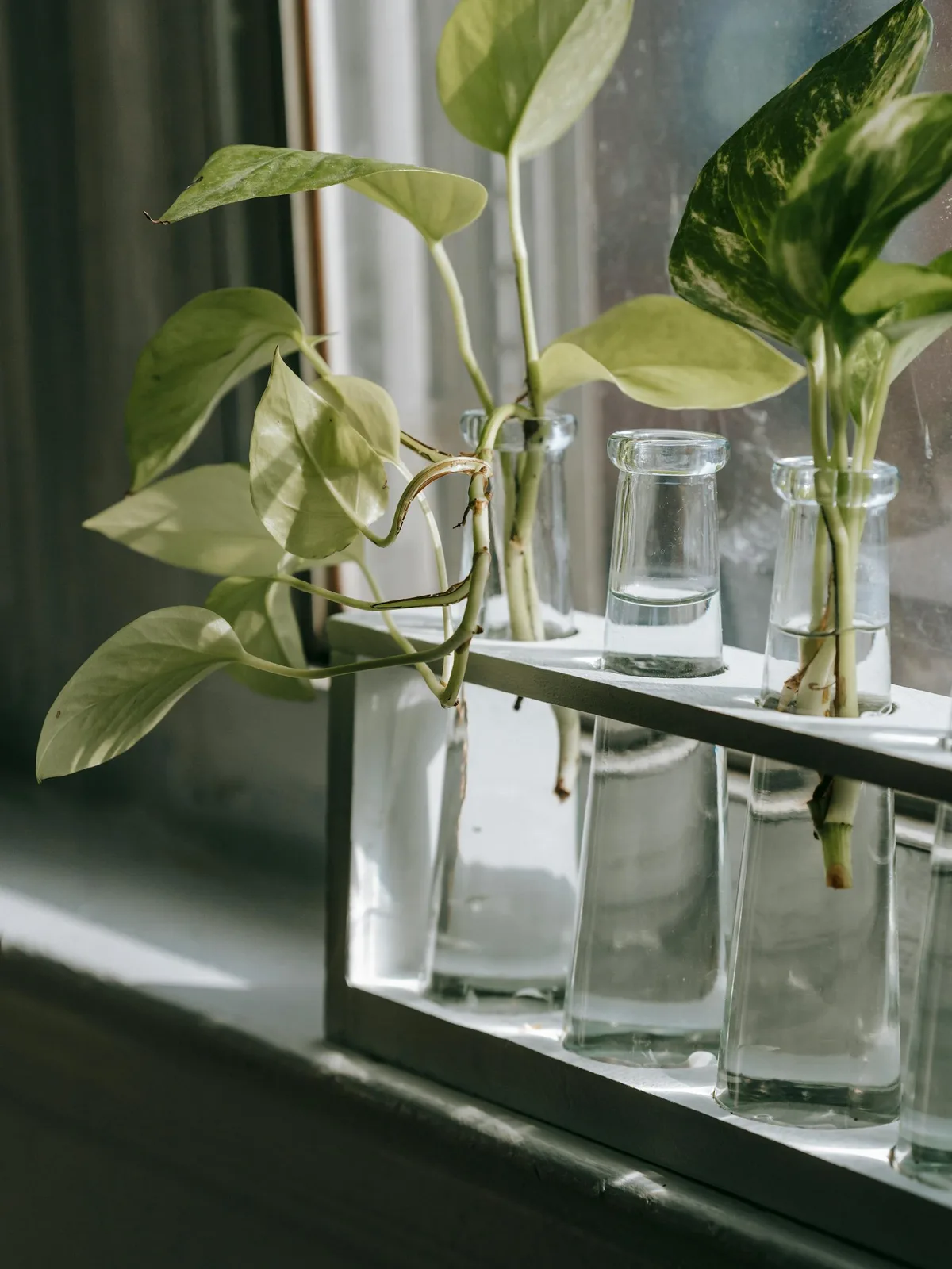 Green plant cuttings in clear glass vases near a window