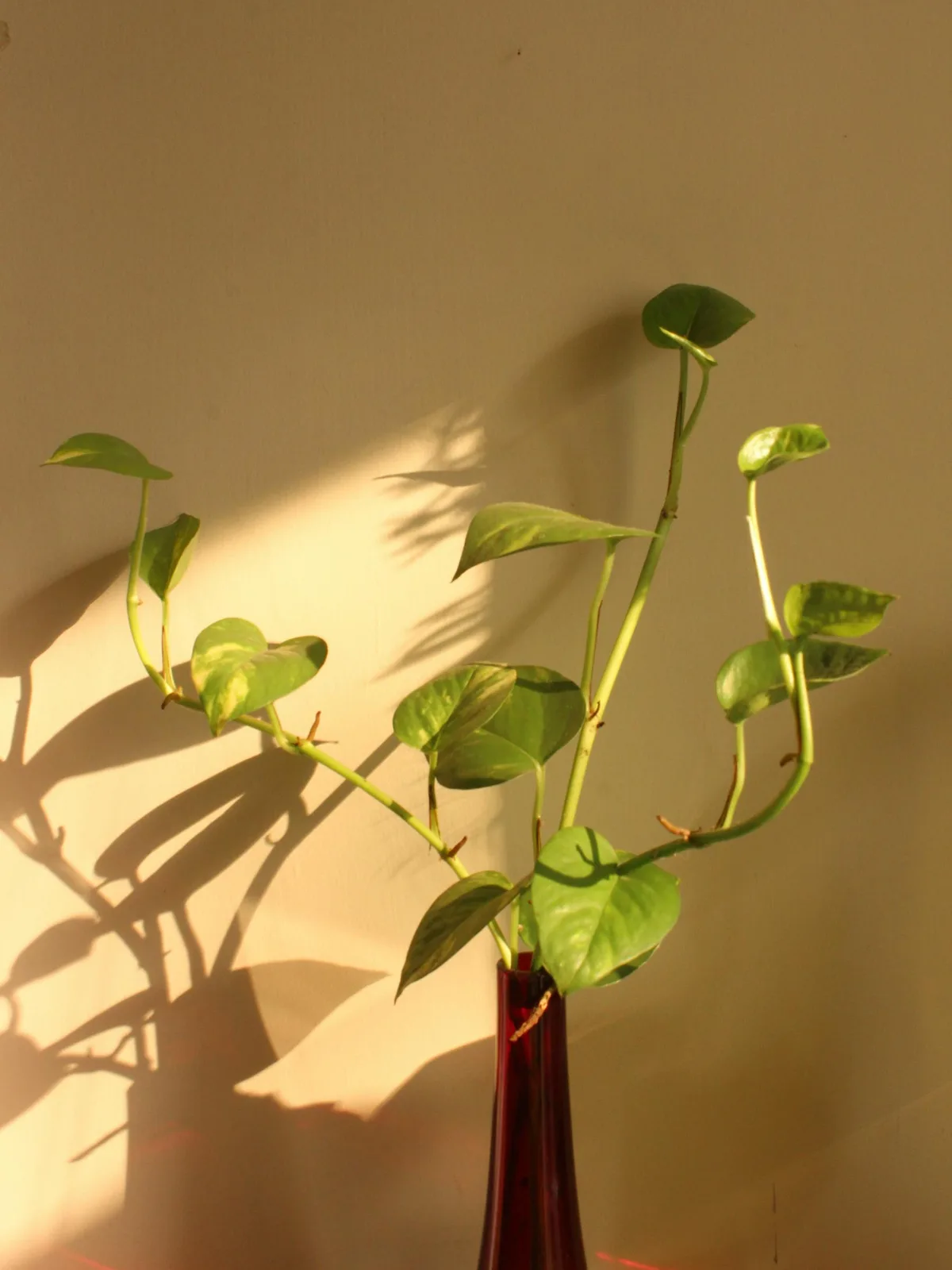 Green plant cutting in warm sunlight against a golden beige wall