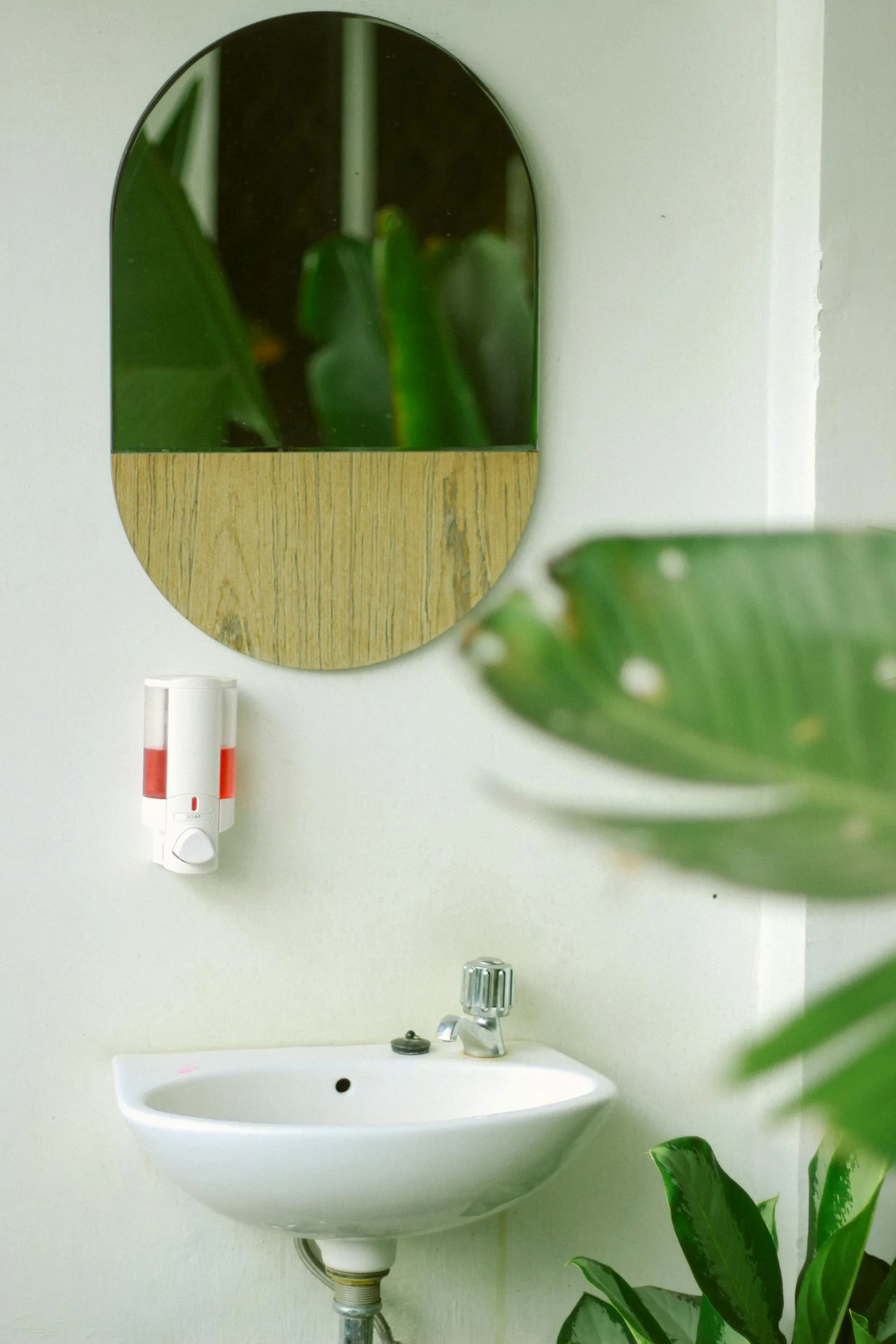Small bathroom sink with leafy plant nearby and soft natural light