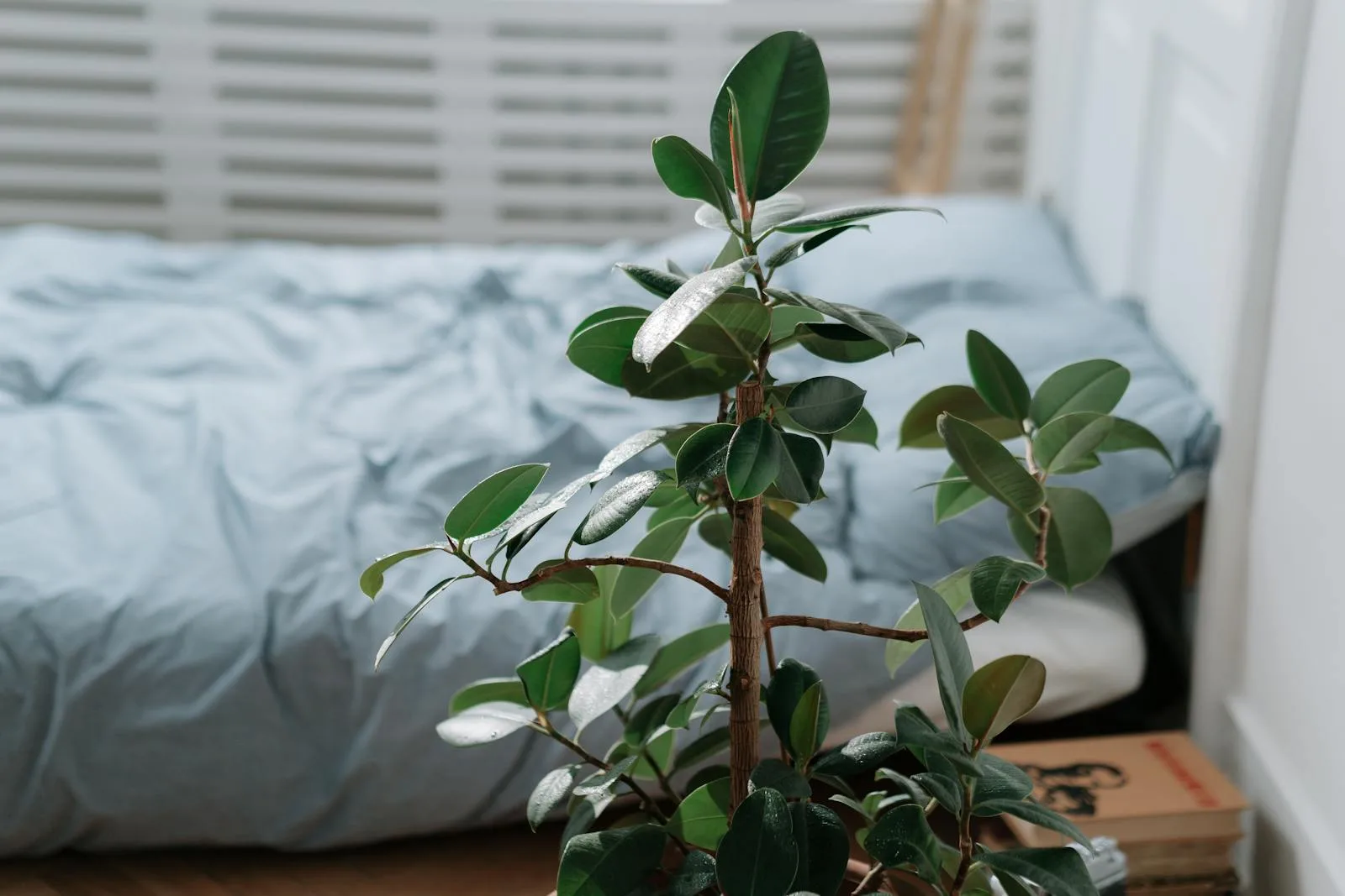 Rubber plant in front of a softly made bed near window light