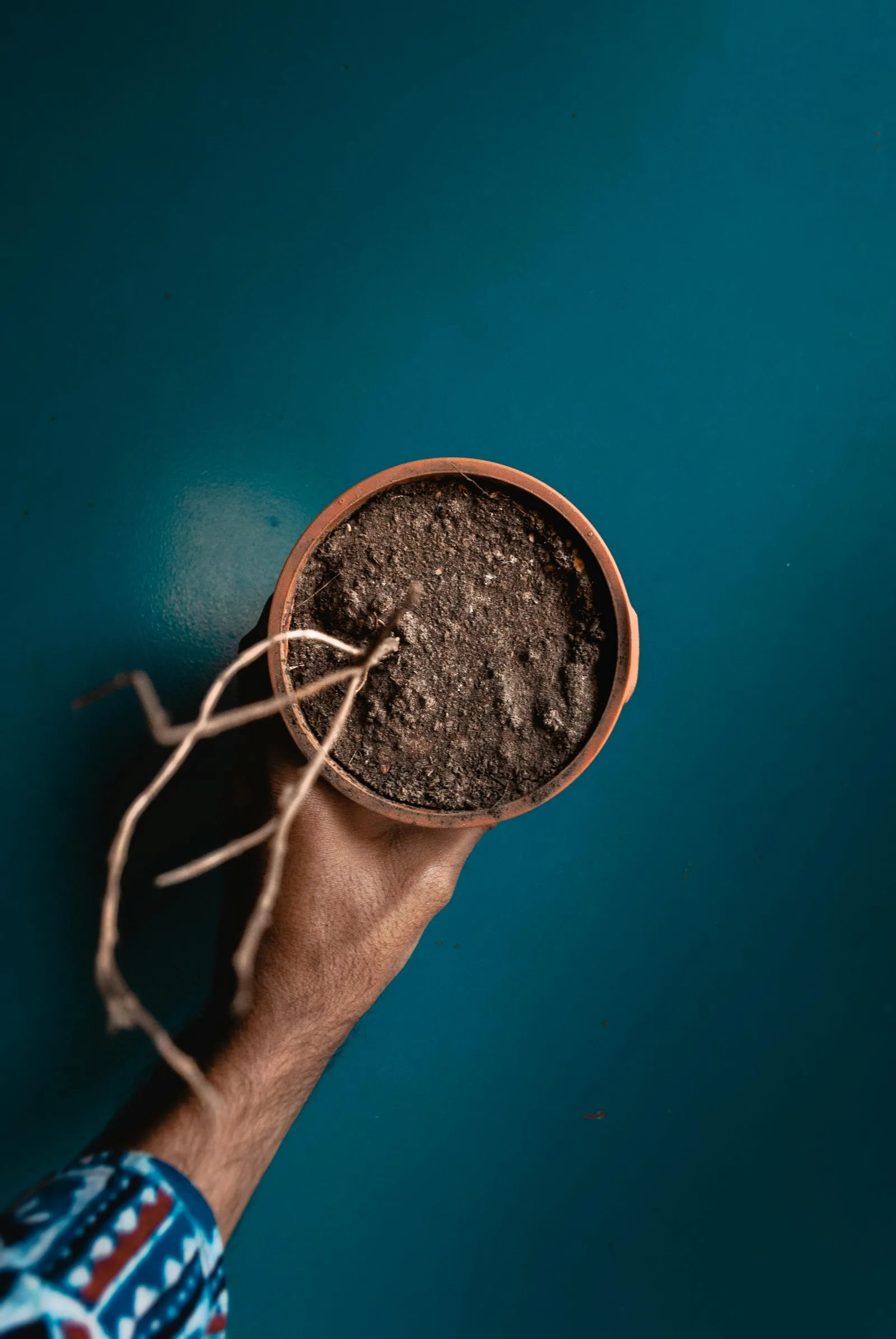 Dried dead plant in a pot showing one of the clearest feng shui items to avoid