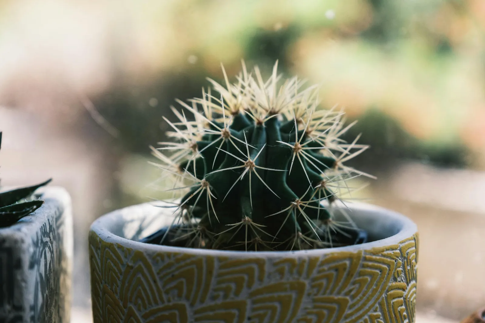 Close-up of a spiky cactus showing sharp forms to use carefully in restful feng shui rooms
