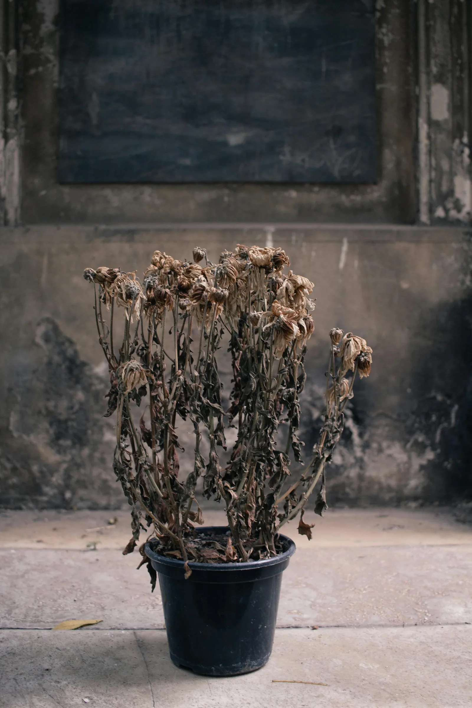 Wilted dried plant stems showing depleted greenery to remove from the room