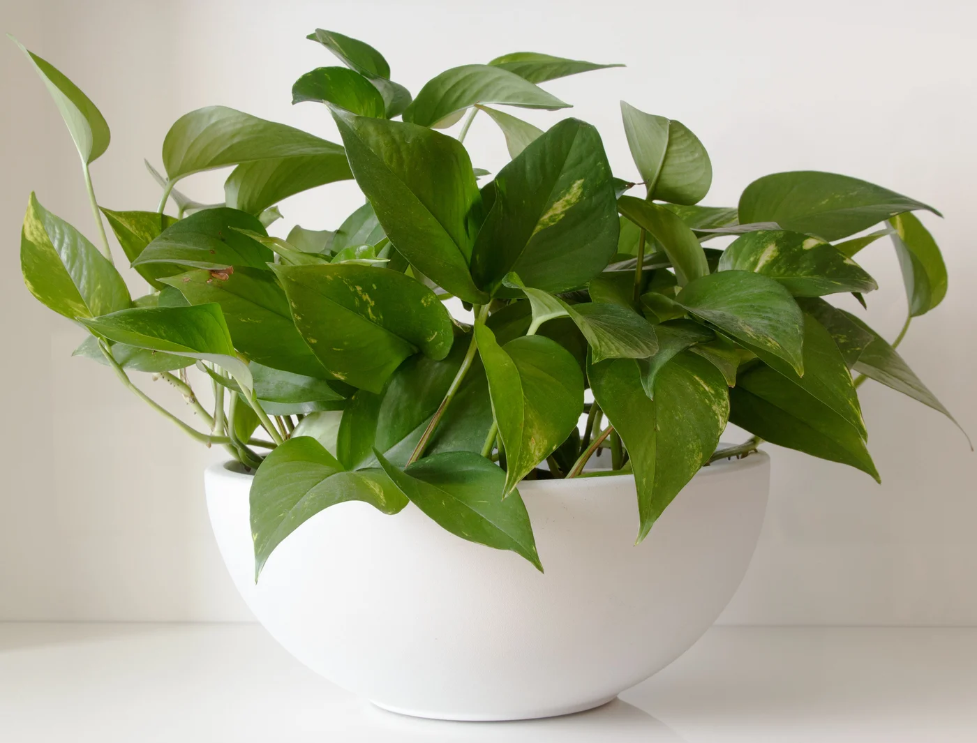 Golden pothos with heart-shaped leaves and yellow markings in a white pot