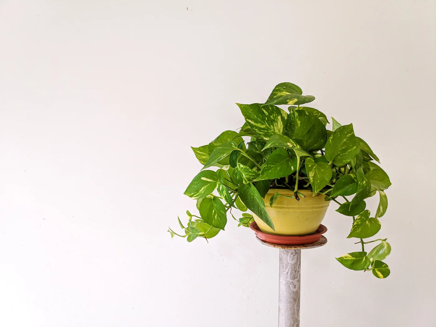 Golden pothos in a yellow pot with a terracotta saucer on a narrow pedestal