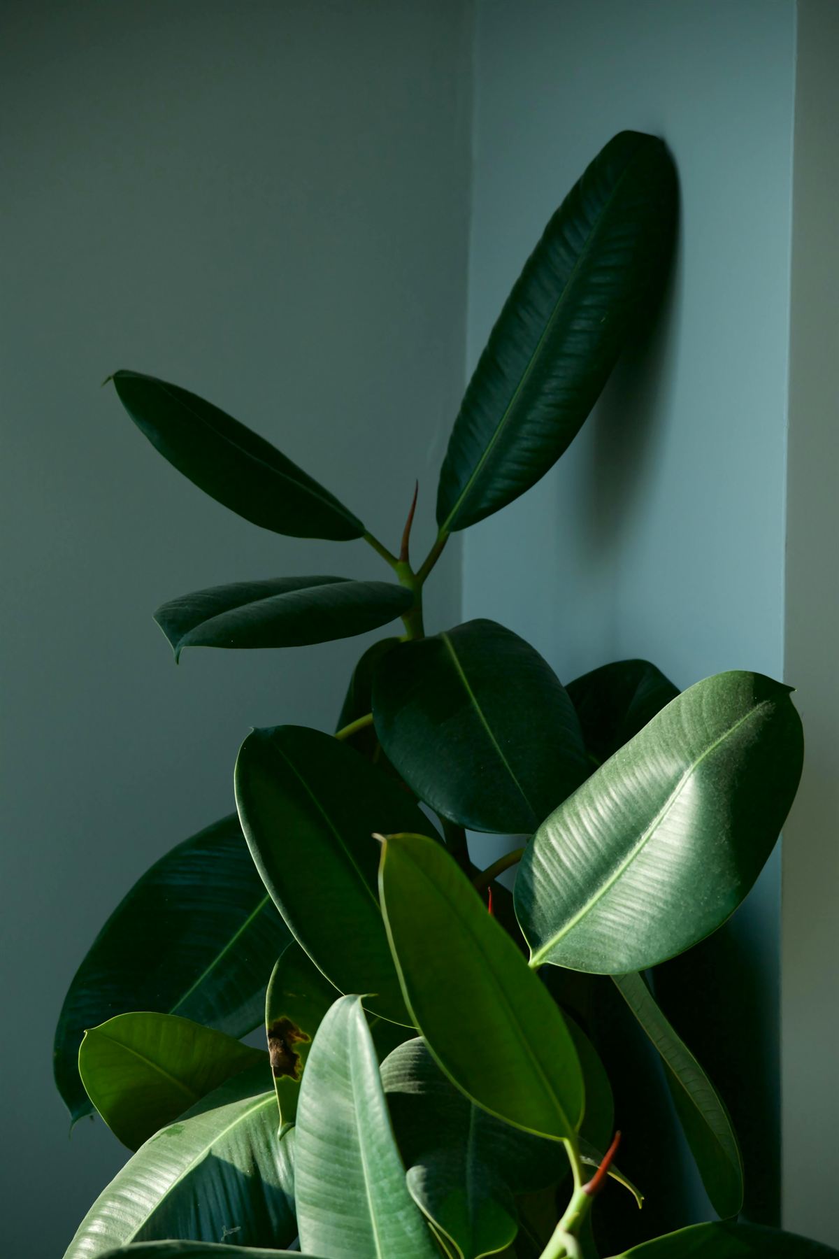 Rubber plant with glossy dark green leaves against a softly lit wall