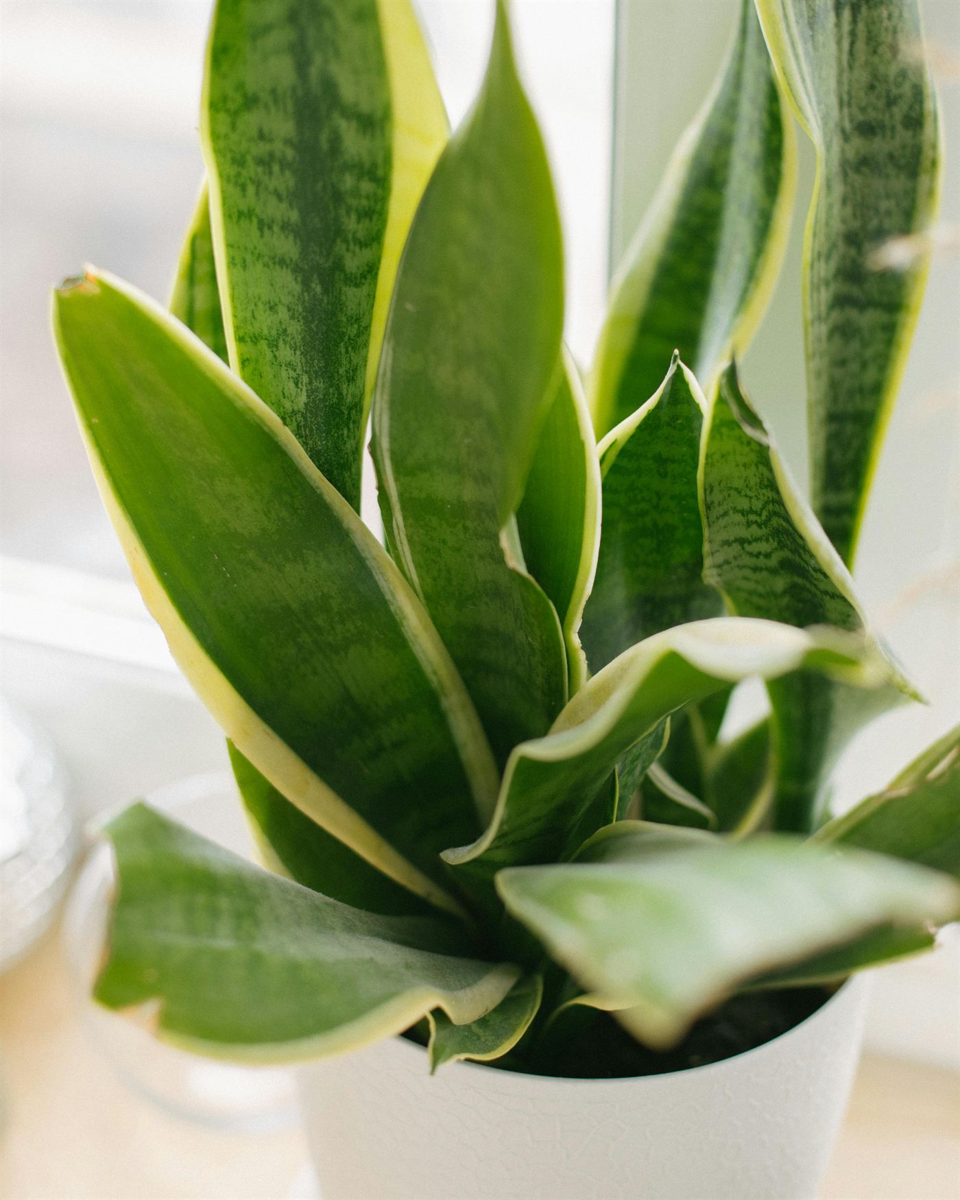 Close-up of a healthy snake plant with upright variegated leaves in a white pot