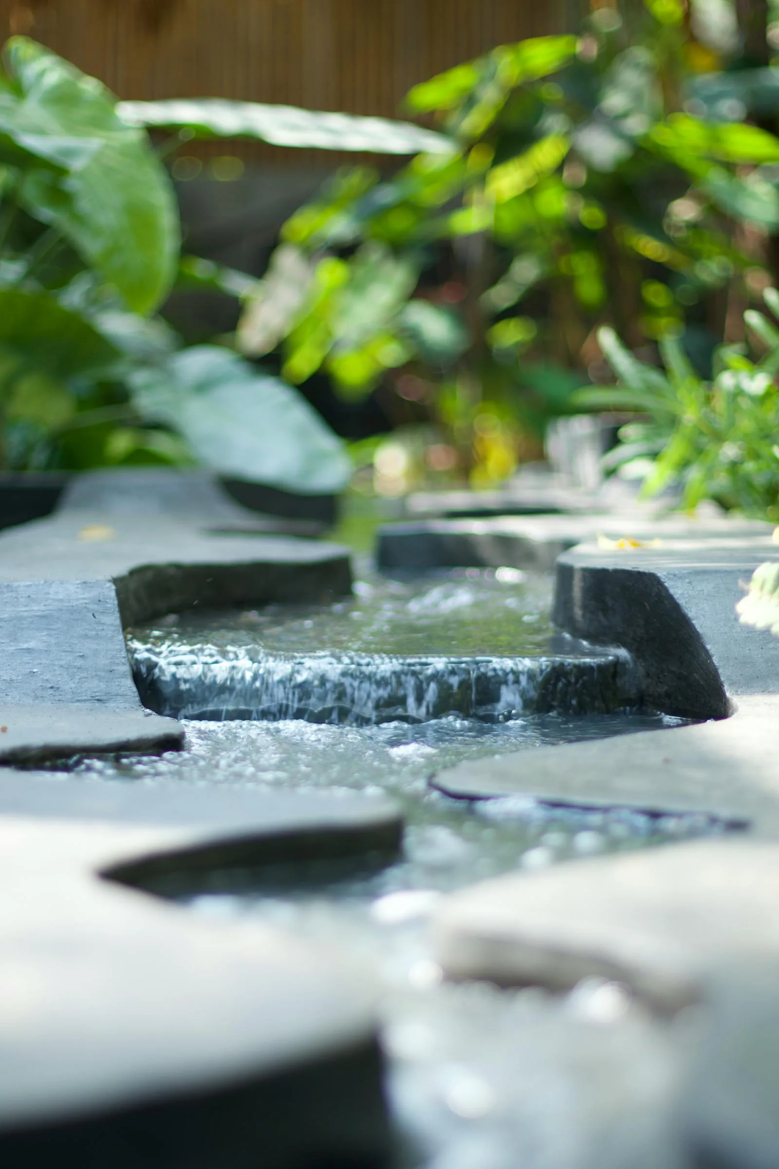 Small garden water feature with stone edges and lush surrounding plants