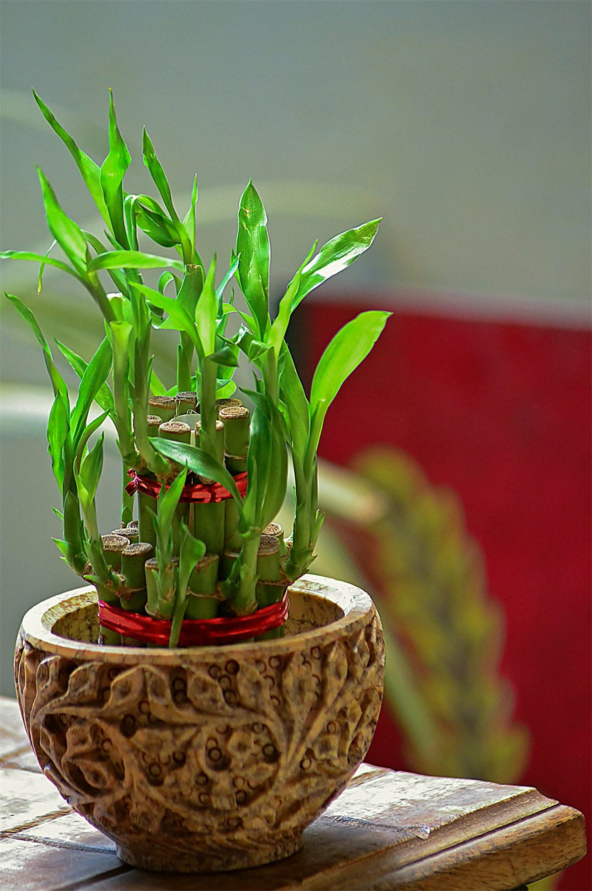 Lucky bamboo in a carved planter on a small tabletop