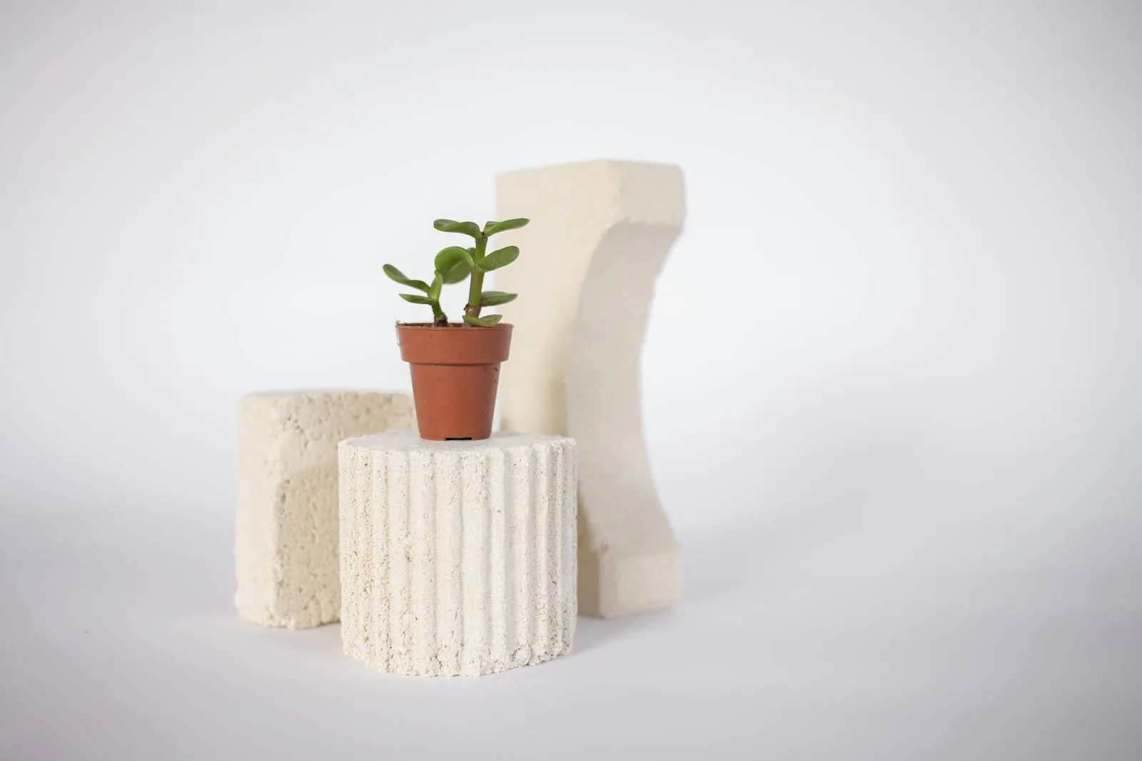 Small jade plant raised on a brighter perch with simple sculptural styling