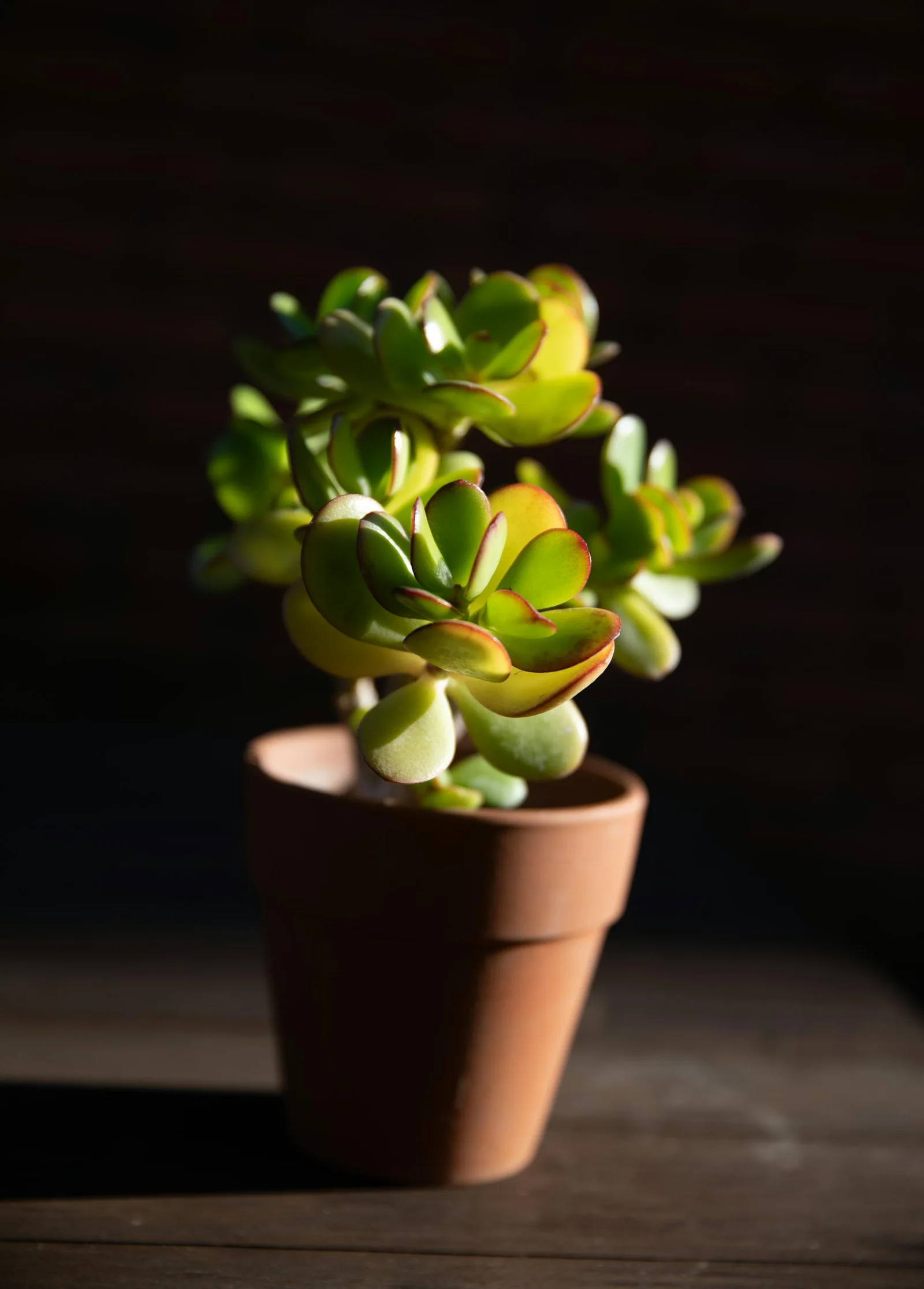 Healthy jade plant in a terracotta pot with warm shadow