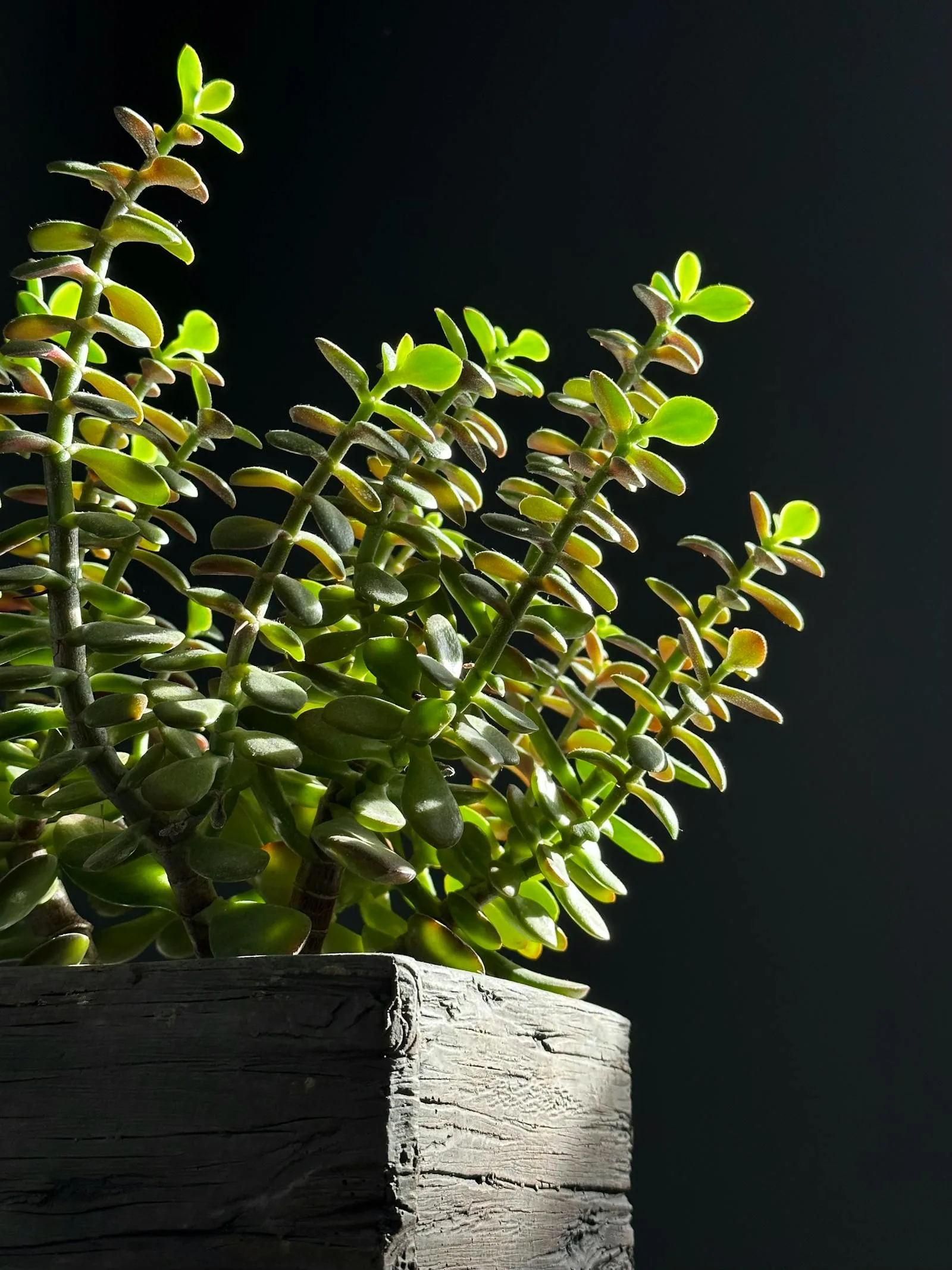 Healthy jade plant with fuller branching leaves in natural side light