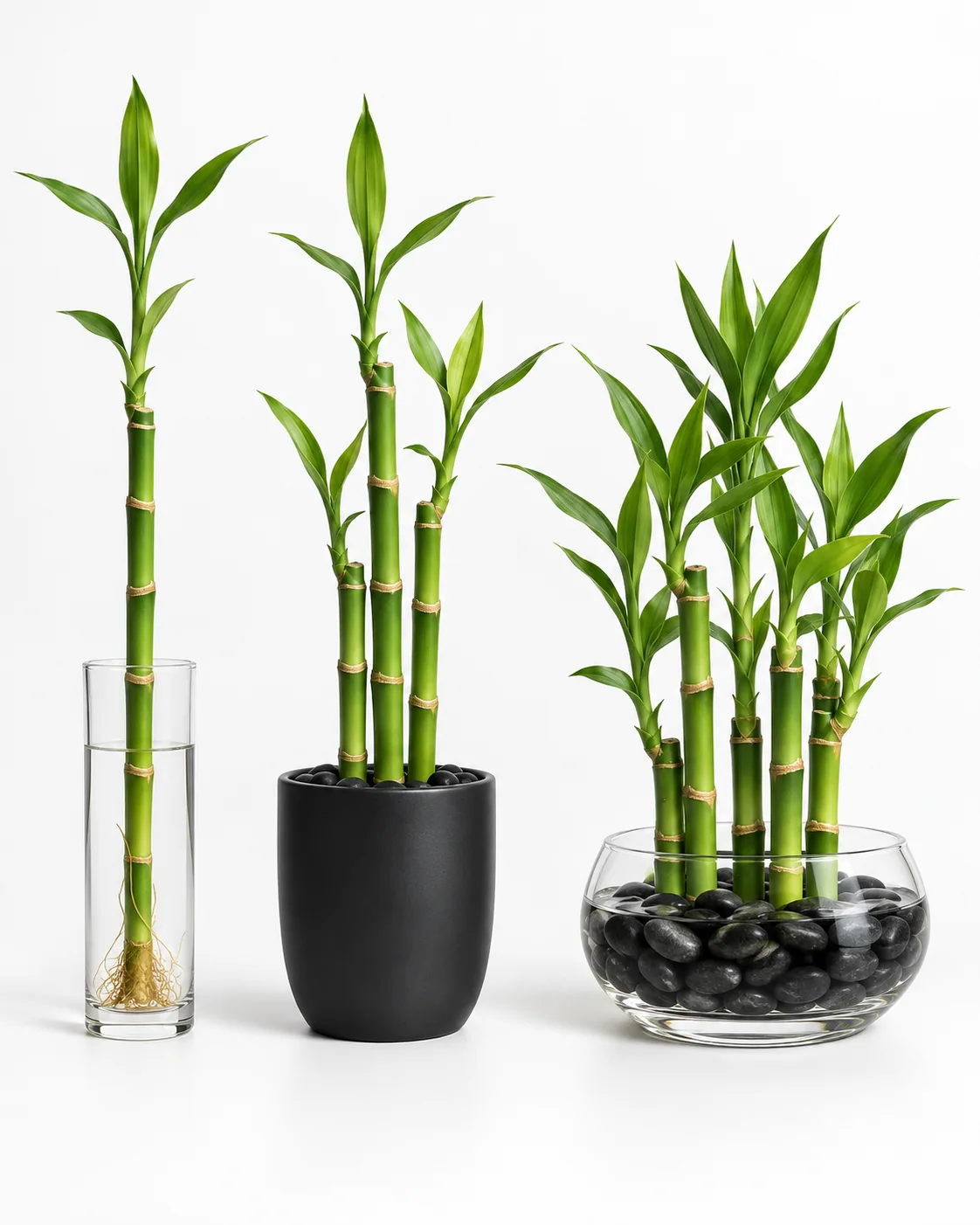 One-stalk, three-stalk and five-stalk lucky bamboo arrangements in simple glass and black vessels