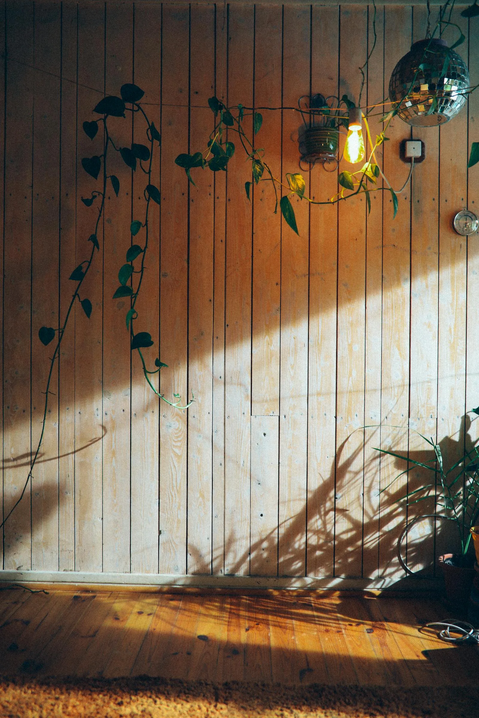 Warm wood wall with plant shadows and green leaves in natural light