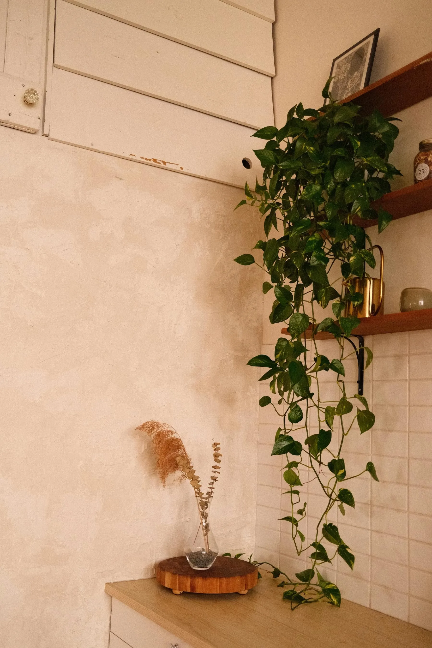 Trailing healthy plant above a small styled counter with warm natural materials
