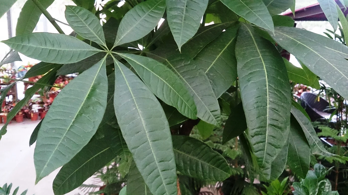 Close view of glossy green Pachira leaflets radiating from shared points