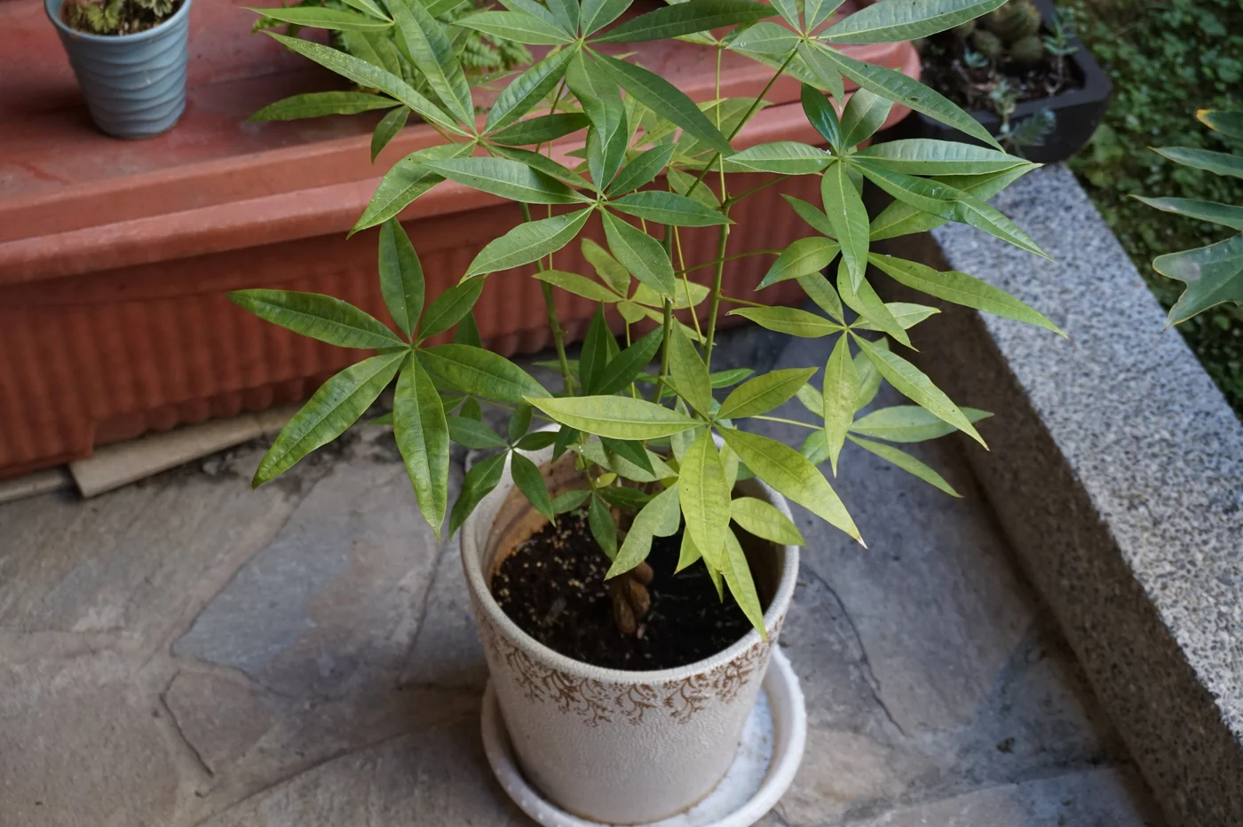 Potted Pachira with glossy compound leaves in a white pot on a tiled doorstep