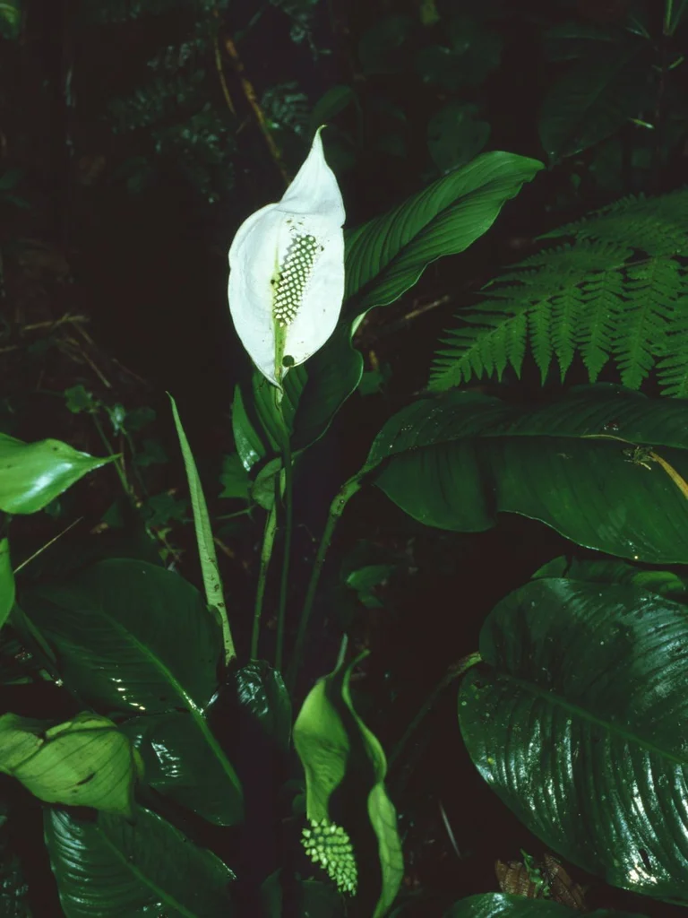 White Spathiphyllum spathe surrounding a pale flowering spike among green leaves