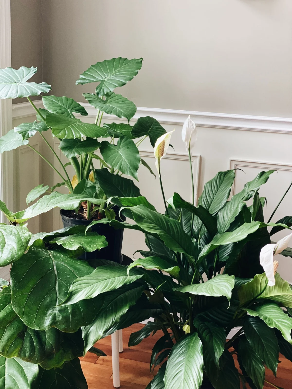 Flowering peace lily in the foreground of a leafy indoor plant grouping beside a window