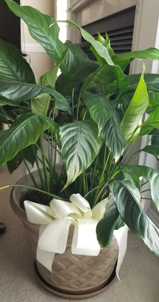 Broad glossy peace lily leaves beside a window