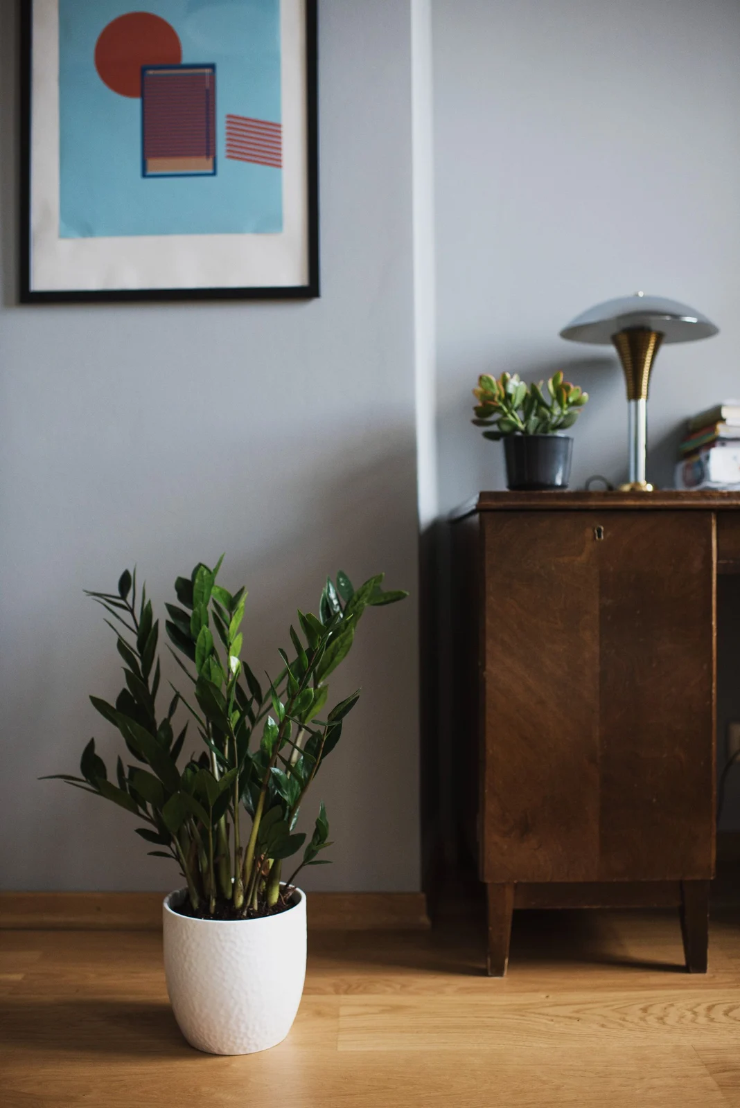 ZZ plant in a white floor pot beside a timber cabinet and table lamp