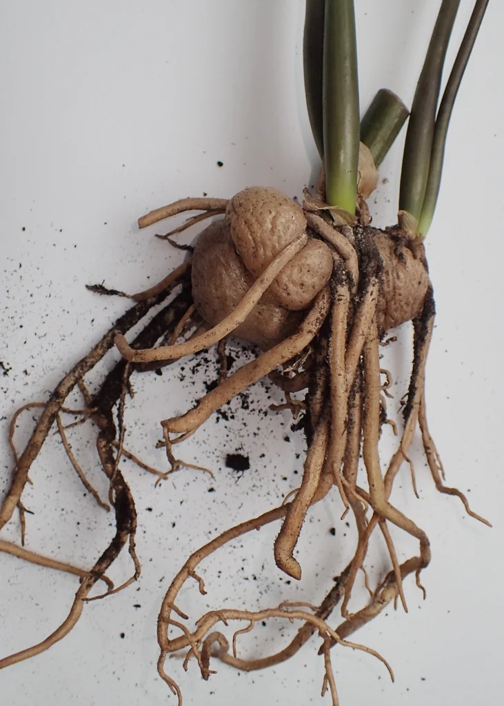 Exposed ZZ plant rhizomes and roots with soil removed