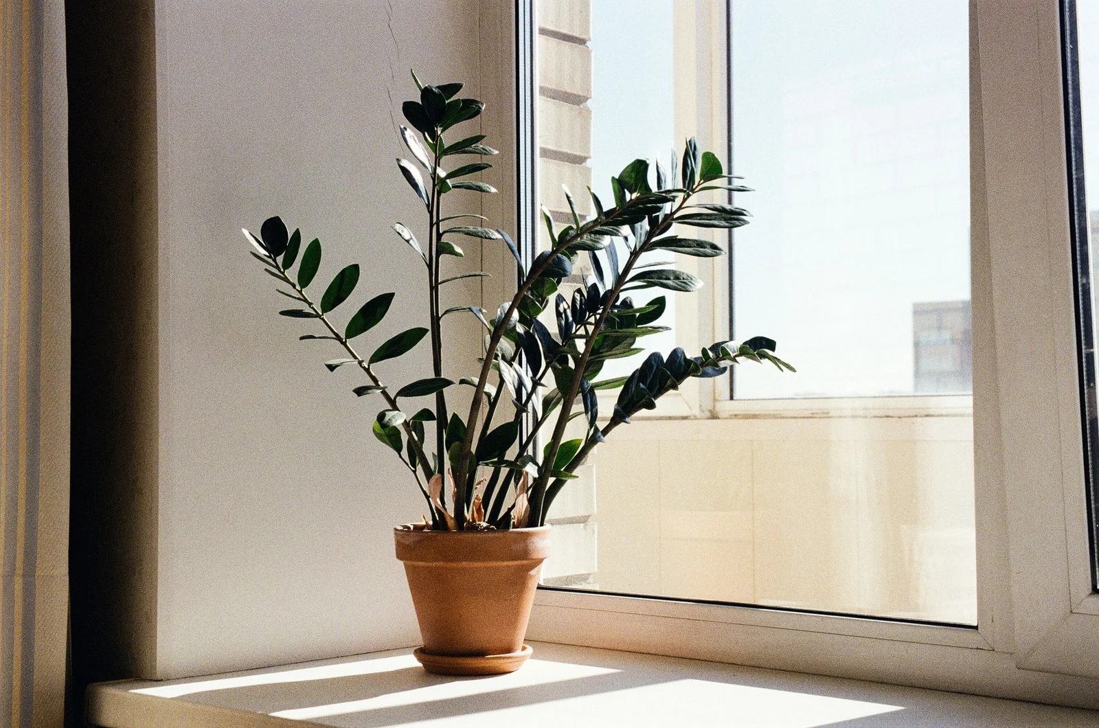 ZZ plant in a terracotta pot on a bright apartment windowsill
