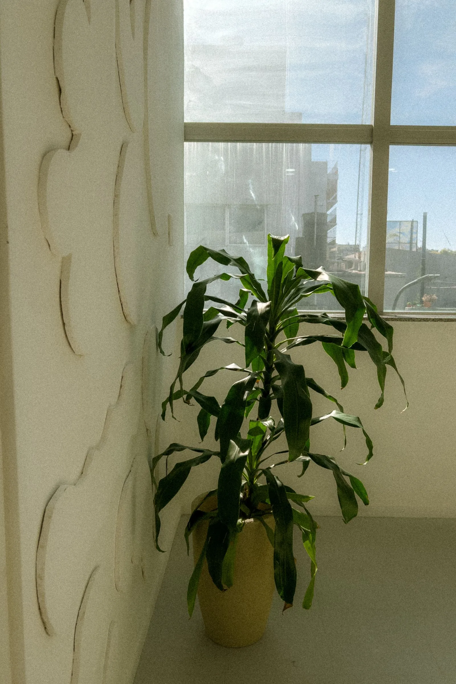 Real potted corn plant with arching leaves beside a large office window
