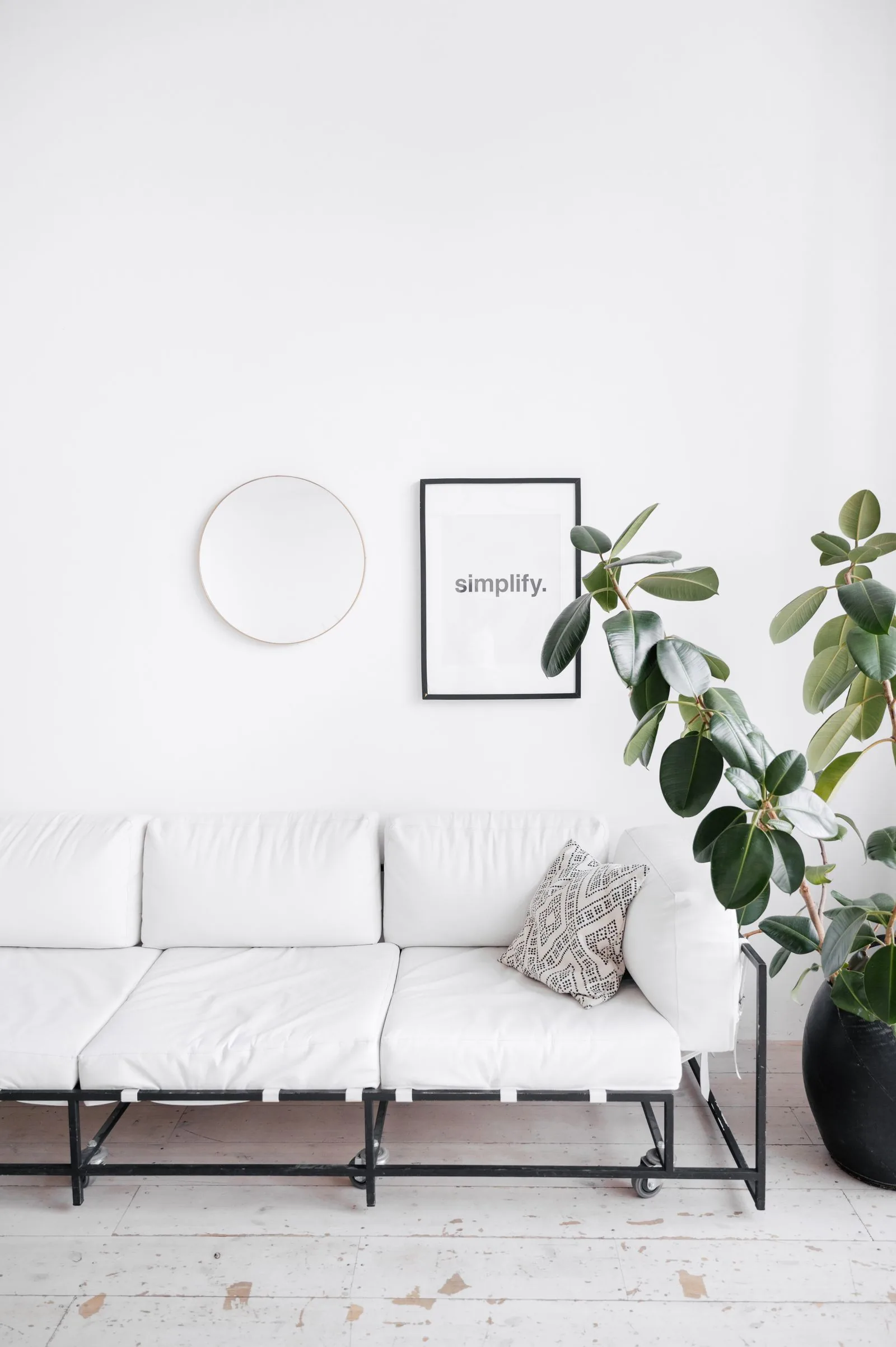 Real potted rubber plant beside a white sofa, showing its size relative to the furniture