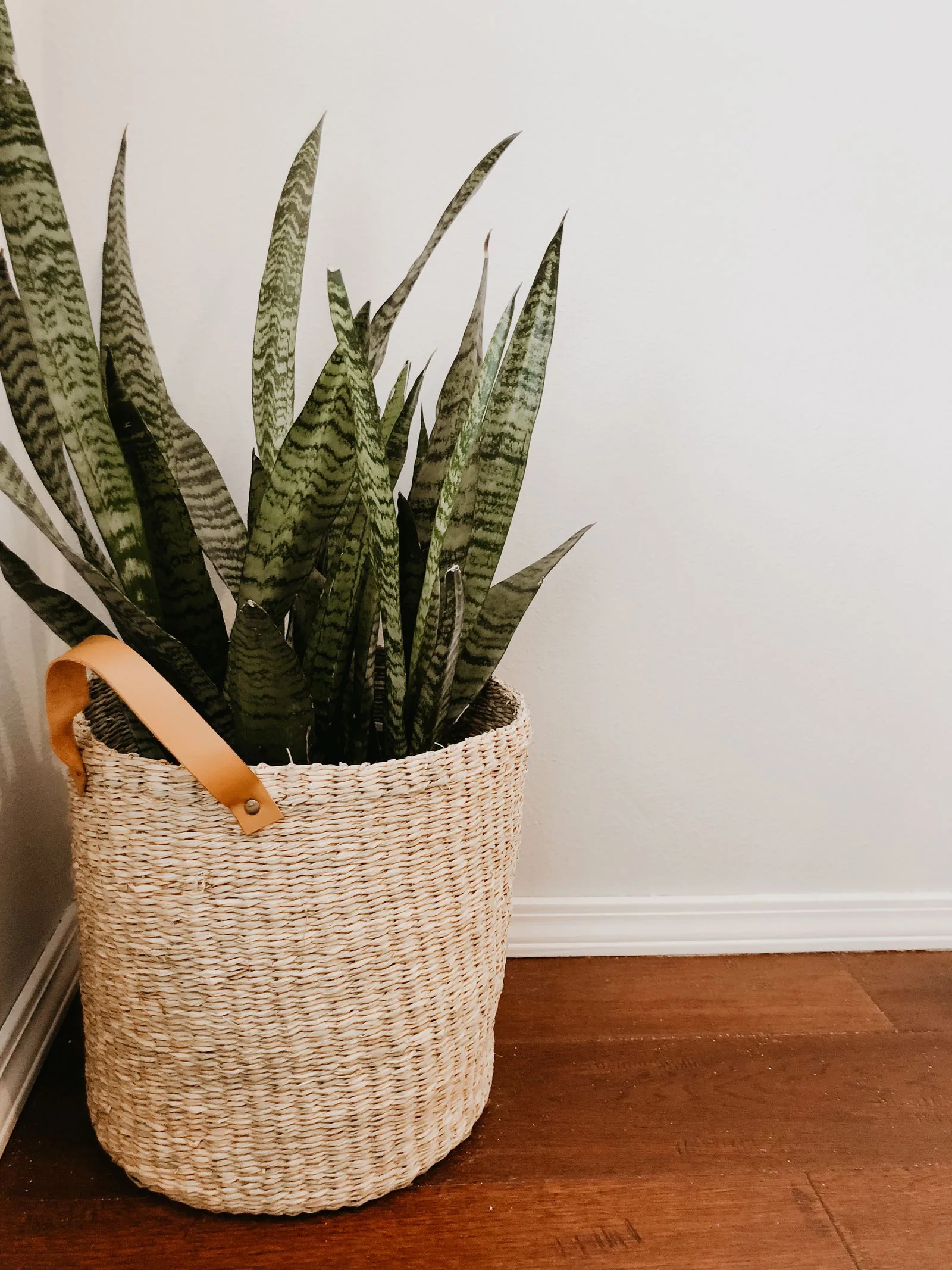 Real snake plant growing upright from a woven floor basket against a white wall