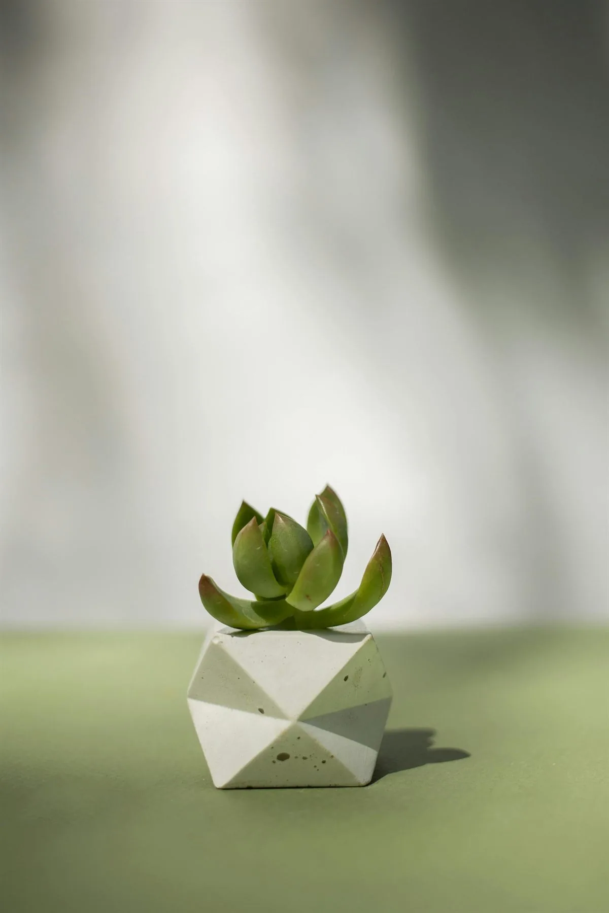 Small succulent in a geometric ceramic planter on a soft green surface