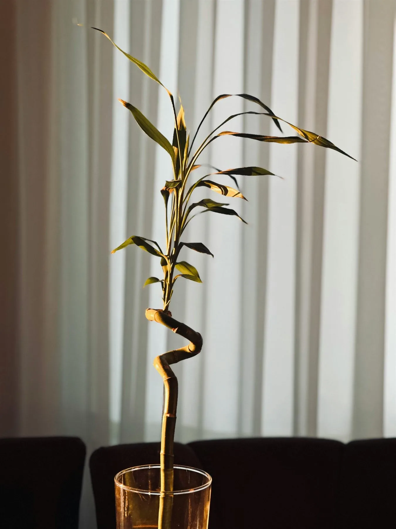 Lucky bamboo arrangement on a tidy table with warm natural light