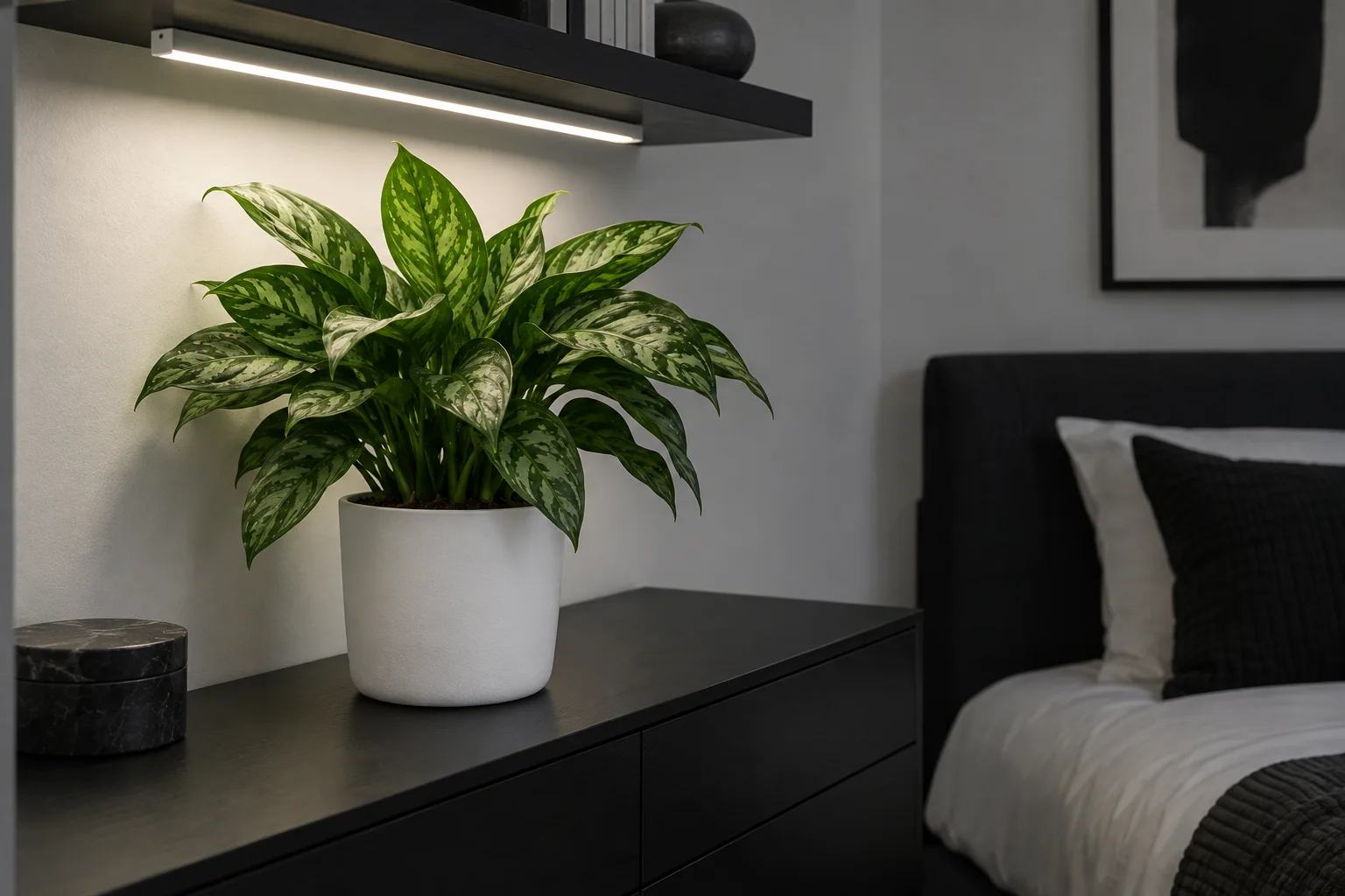 Green and silver Chinese evergreen beneath a shelf-mounted grow light in a windowless room