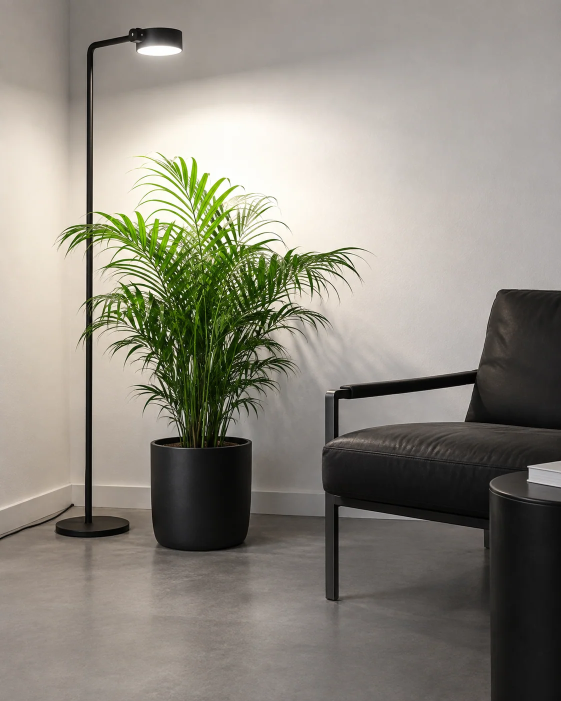 Compact parlor palm in a black pot beneath a standing grow lamp in a windowless reading corner